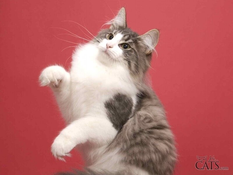Long-haired Cat Standing