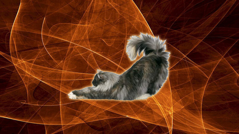 Long-haired Cat Stretching
