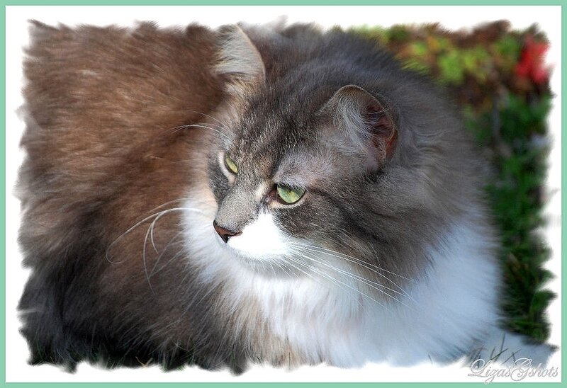 Long-haired Cat