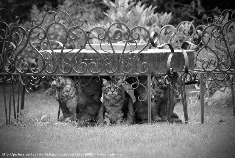 Long-haired Cat under Bench