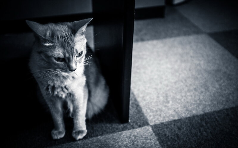 Long-haired Cat under Table