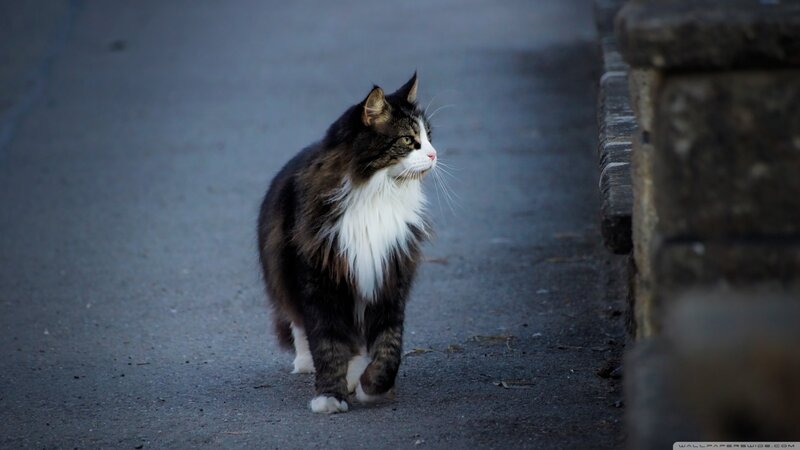 Long-haired Cat Walking