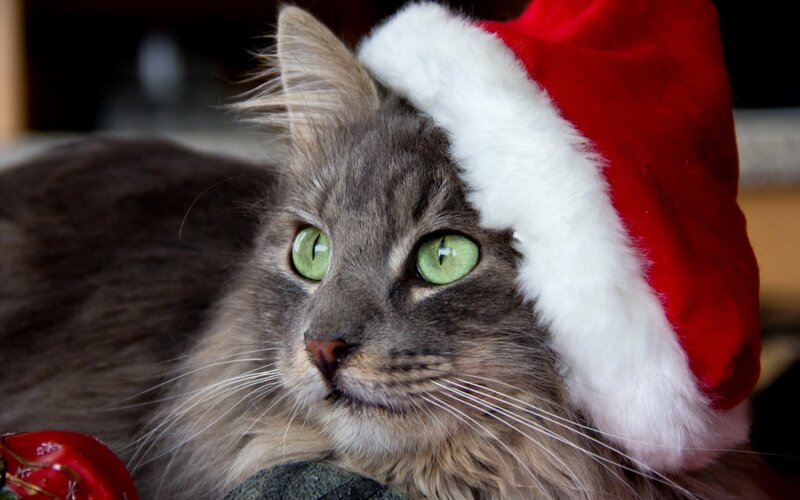 Long-haired Cat Wearing Hat — Gray, Calm