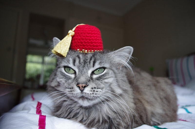 Long-haired Cat Wearing Hat — Gray