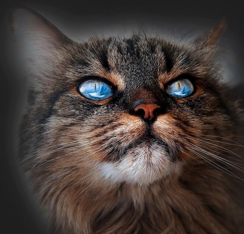 Long-haired Cat with Blue Eyes — Brown, Dramatic