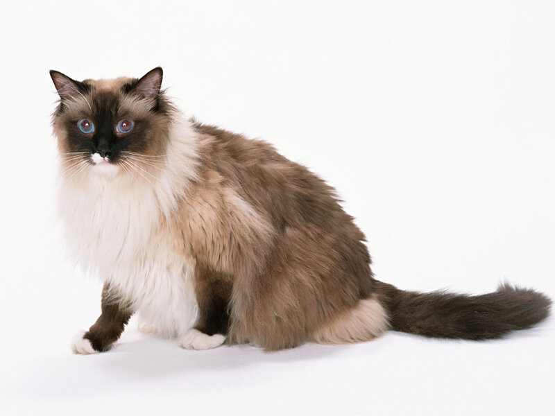 Long-haired Cat with Blue Eyes — Brown