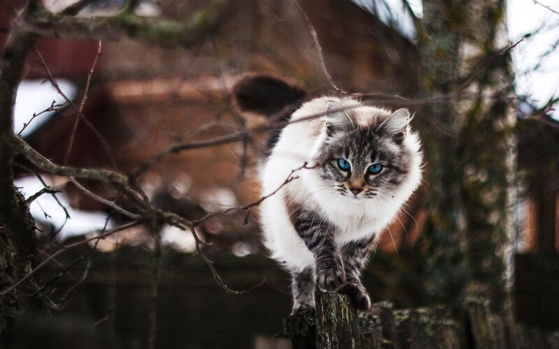 Long-haired Cat with Blue Eyes — Gray, Alert