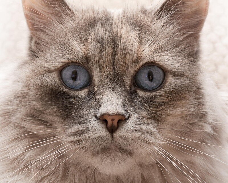 Long-haired Cat with Blue Eyes — Gray, Calm