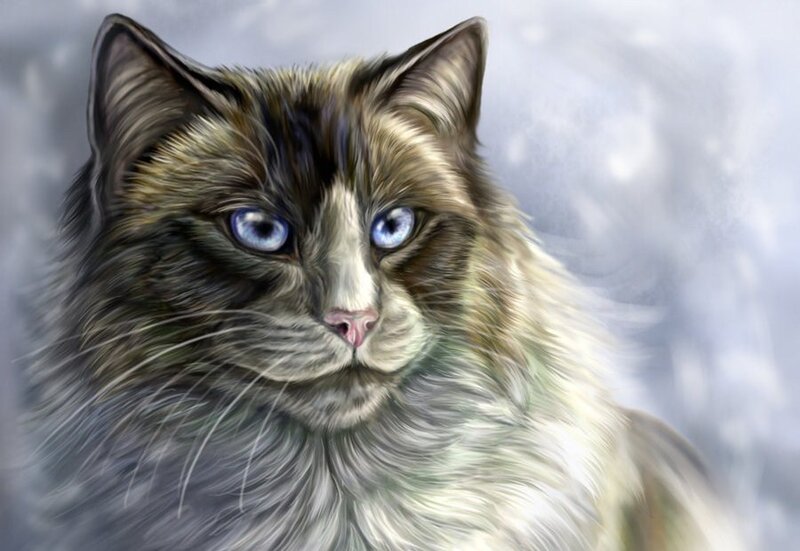 Long-haired Cat with Blue Eyes — Gray