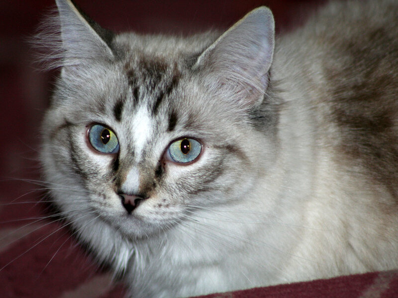 Long-haired Cat with Blue Eyes