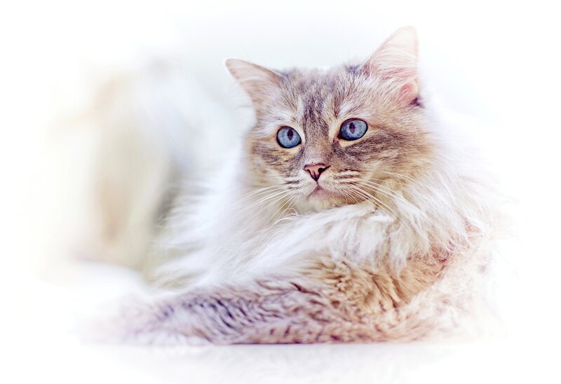 Long-haired Cat with Blue Eyes — White