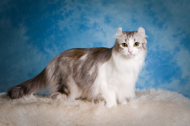 Long-haired Cat with Curled Ears