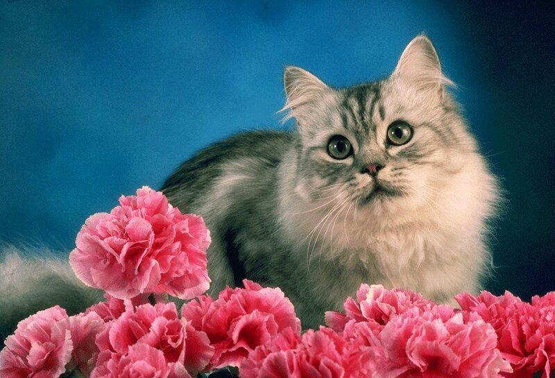 Long-haired Cat with Flowers — Pink
