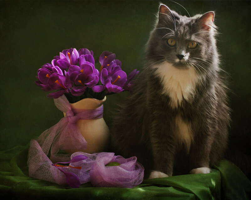 Long-haired Cat with Flowers — Purple