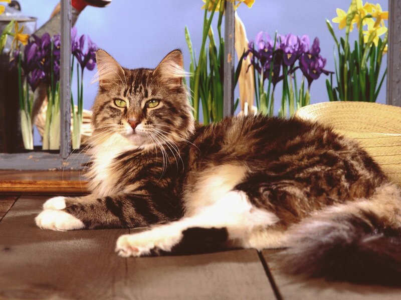 Long-haired cat with flowers