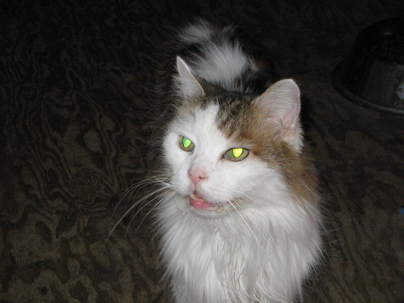 Long-haired Cat with Glowing Eyes — White