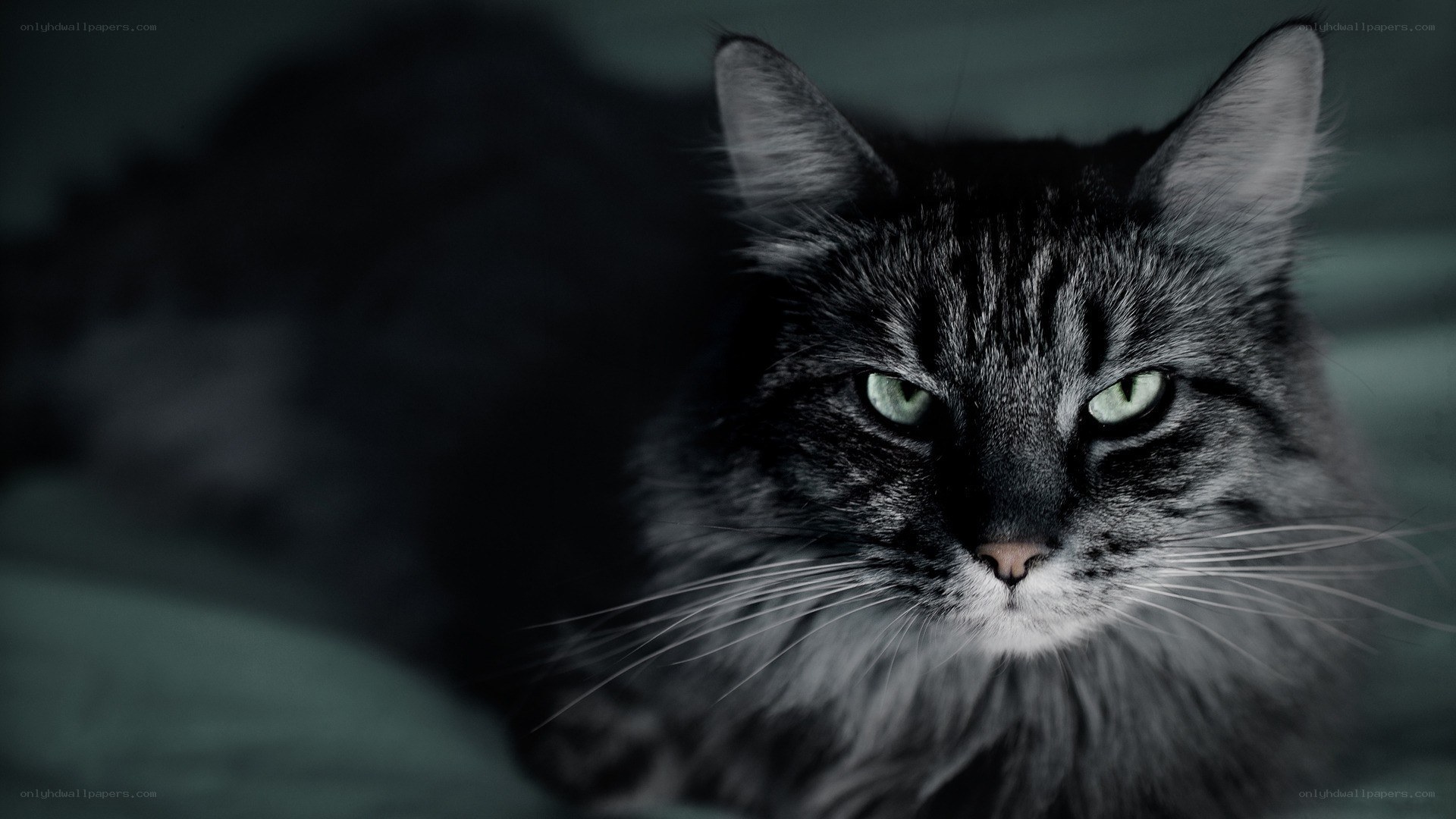 long-haired cat with green eyes