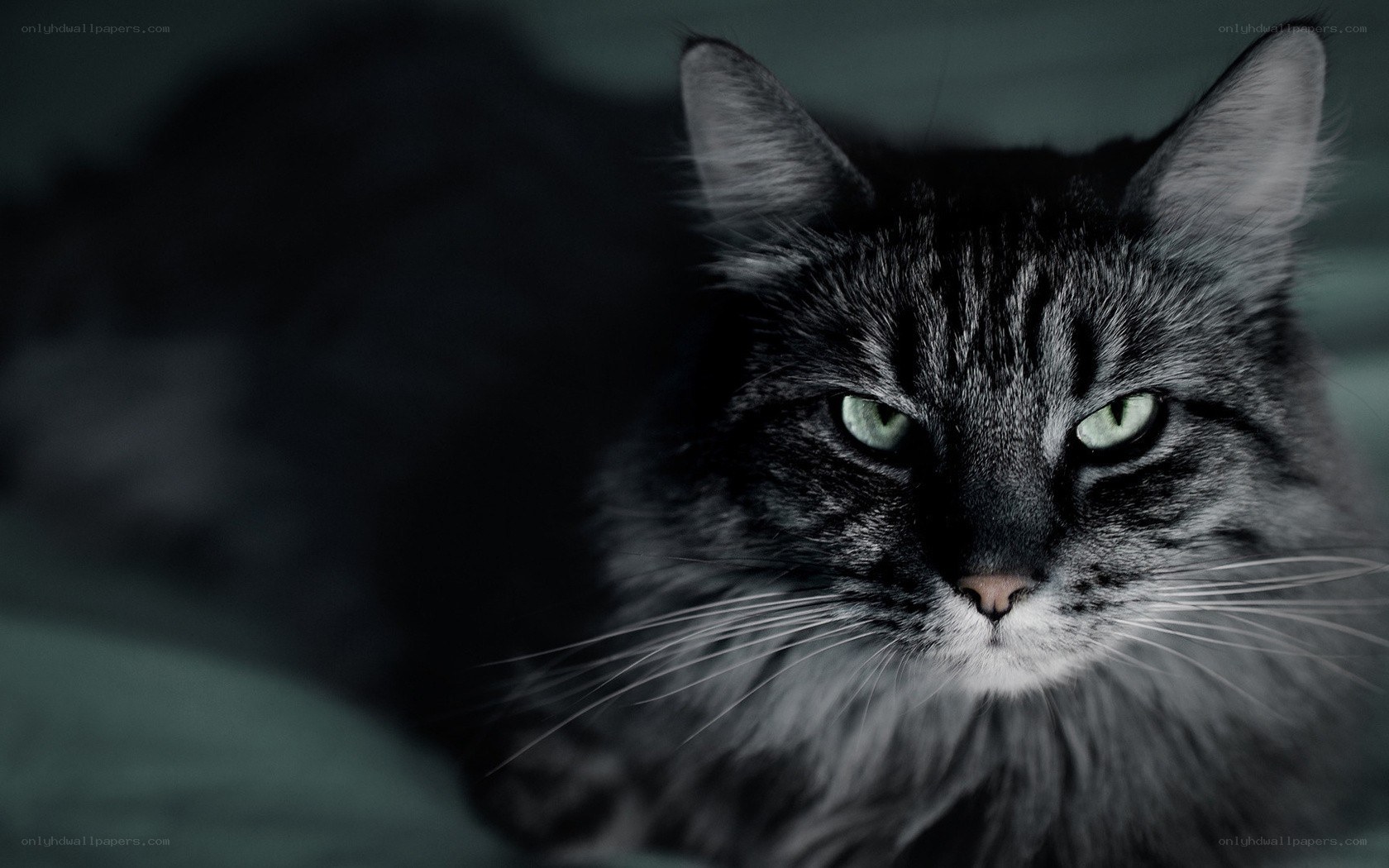 long-haired cat with green eyes