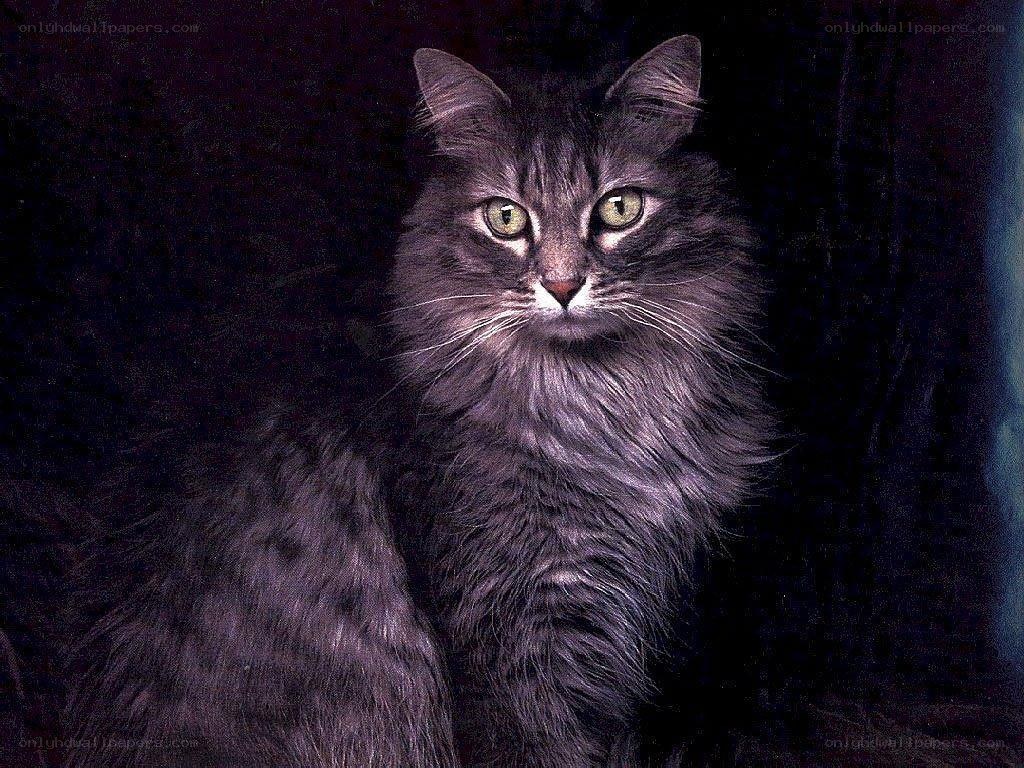 long-haired cat with green eyes