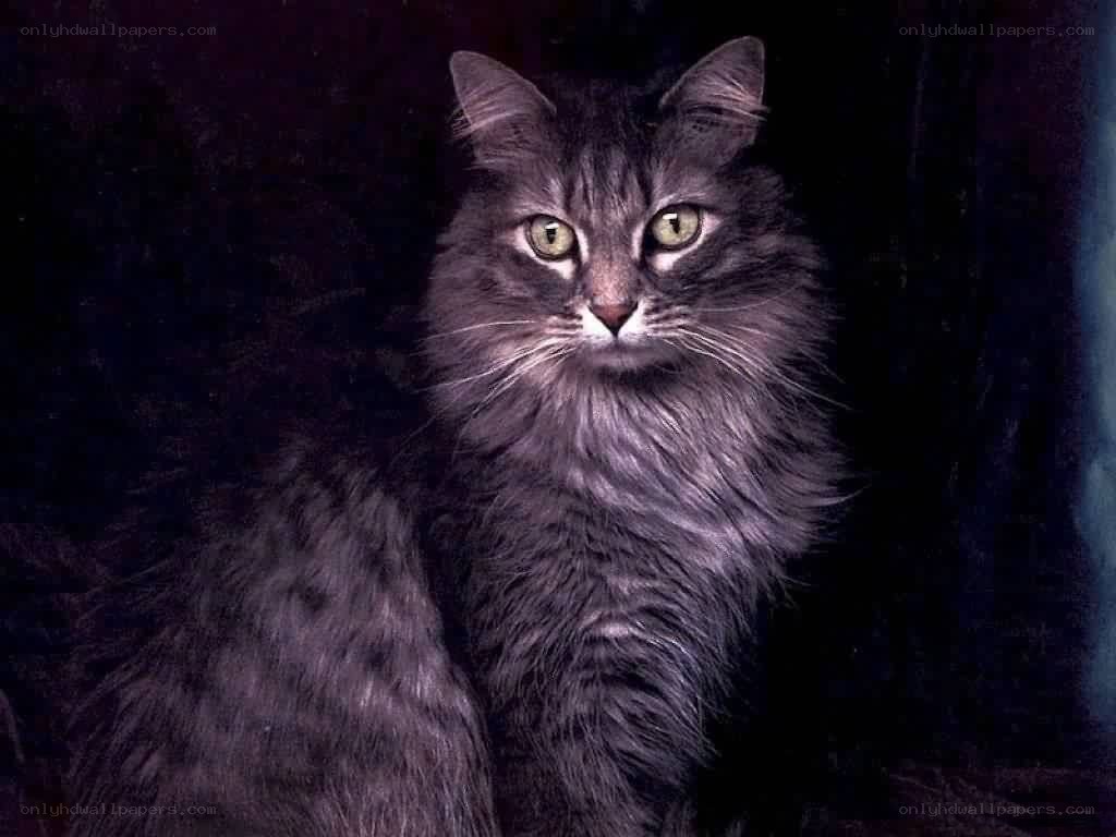 long-haired cat with green eyes