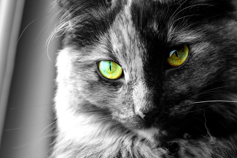 Long-haired Cat with Green Eyes — Black