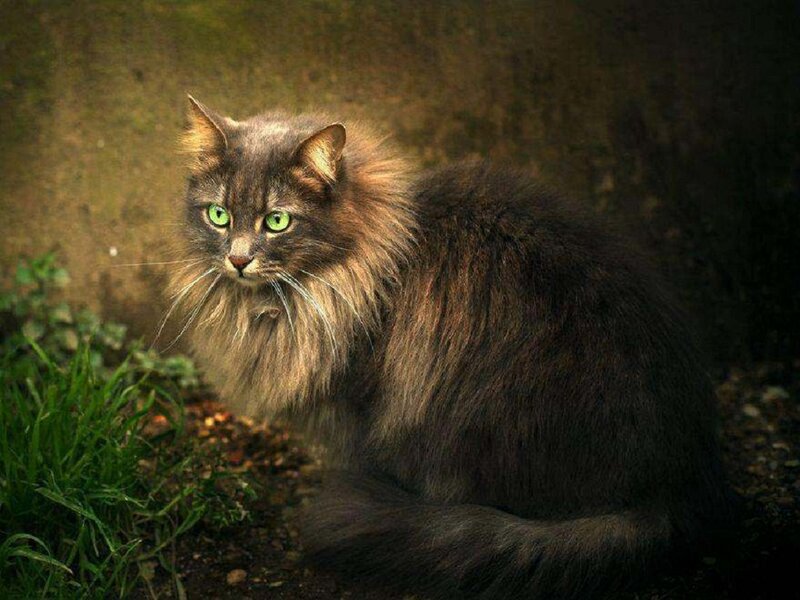 Long-haired Cat with Green Eyes — Brown
