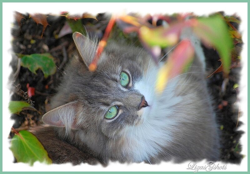 Long-haired Cat with Green Eyes — Gray
