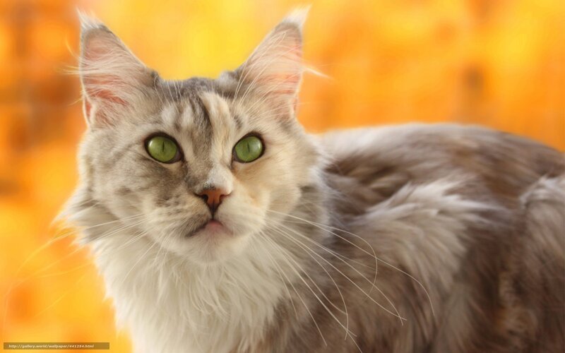 Long-haired Cat with Green Eyes — Orange, Calm