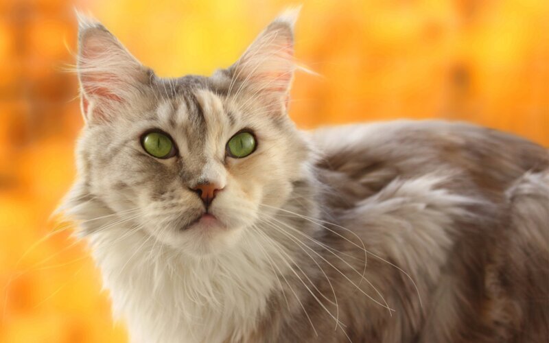 Long-haired Cat with Green Eyes — Orange