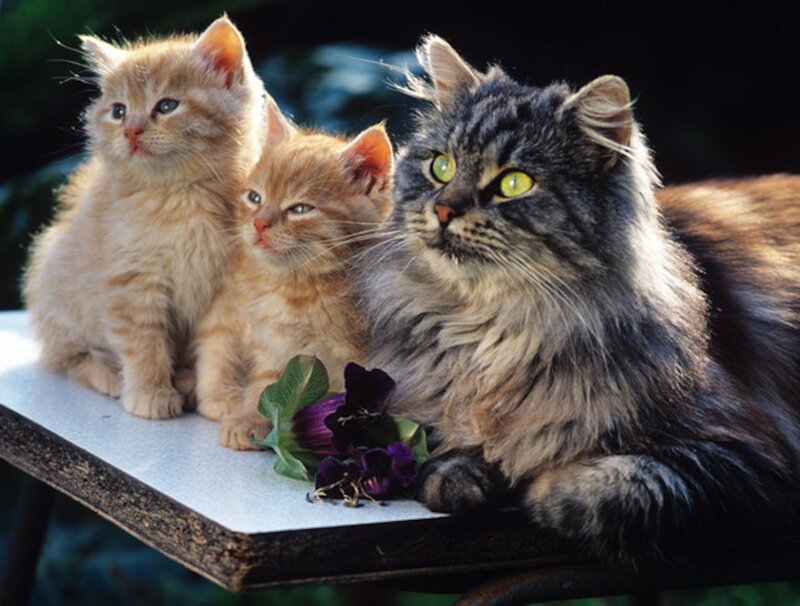 Long-haired Cat with Kittens