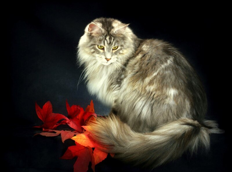 Long-haired Cat with Leaves