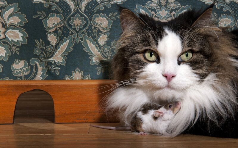 Long-haired Cat with Mouse — Brown