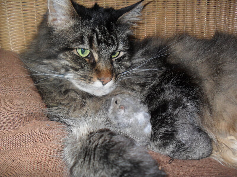 Long-haired Cat with Mouse — Gray