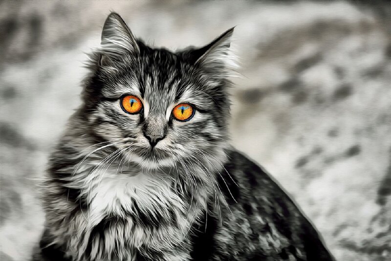 Long-haired Cat with Orange Eyes