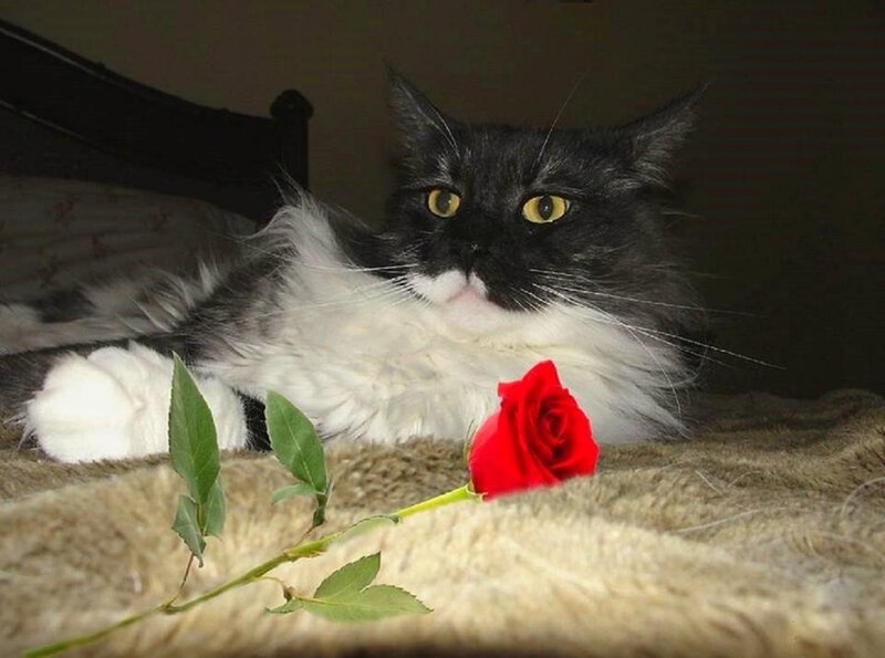 Long-haired Cat with Rose