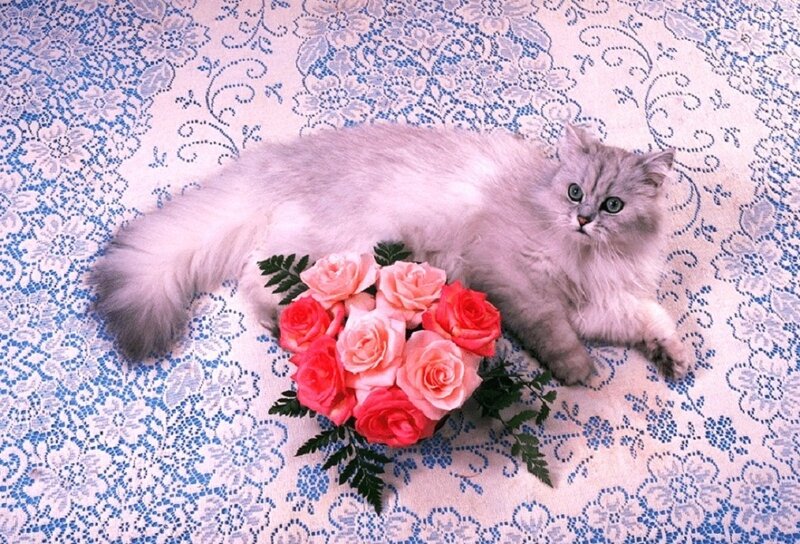 Long-haired Cat with Roses