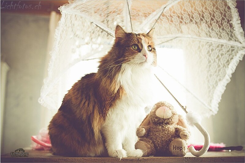 Long-haired Cat with Umbrella