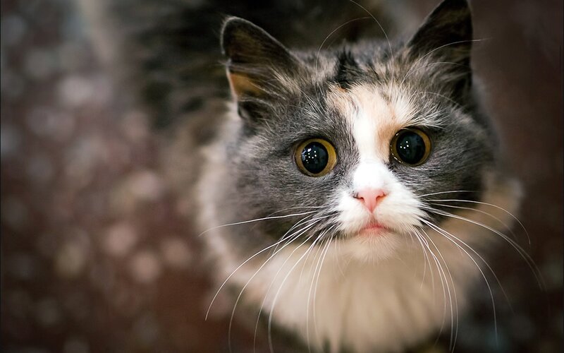 Long-haired Cat with Wide Eyes — Gray