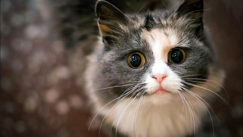 Long-haired Cat with Wide Eyes