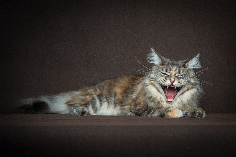 Long-haired Cat Yawning — Brown