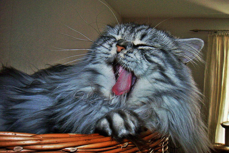 Long-haired Cat Yawning — Gray