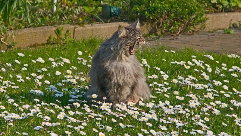 Long-haired Cat Yawning — Green, Calm, Afternoon