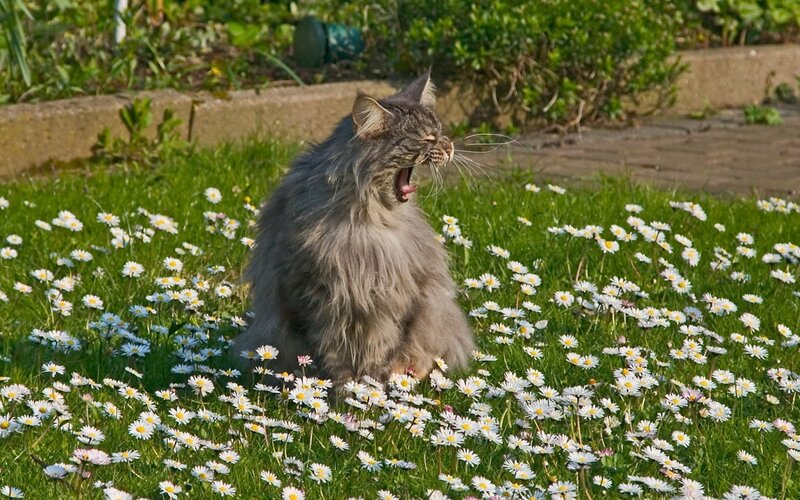 Long-haired Cat Yawning — Green, Calm