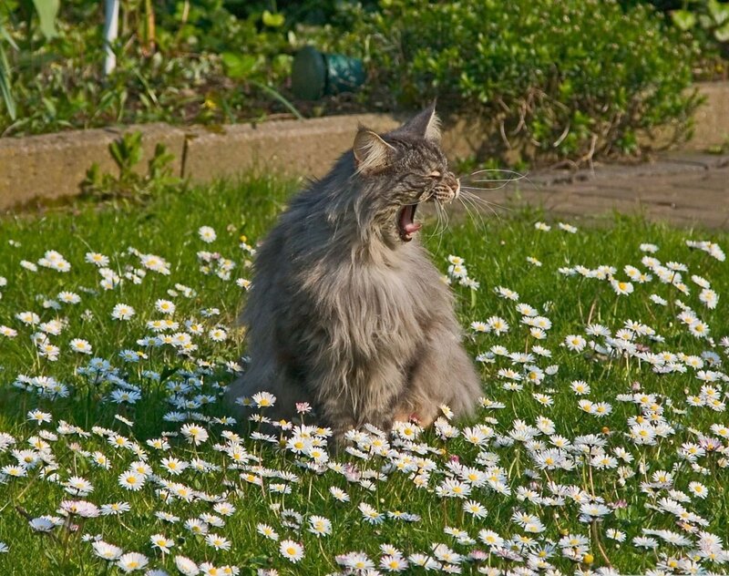 Long-haired Cat Yawning — Green