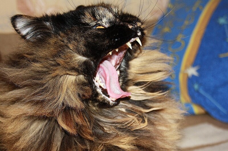 long-haired cat yawning