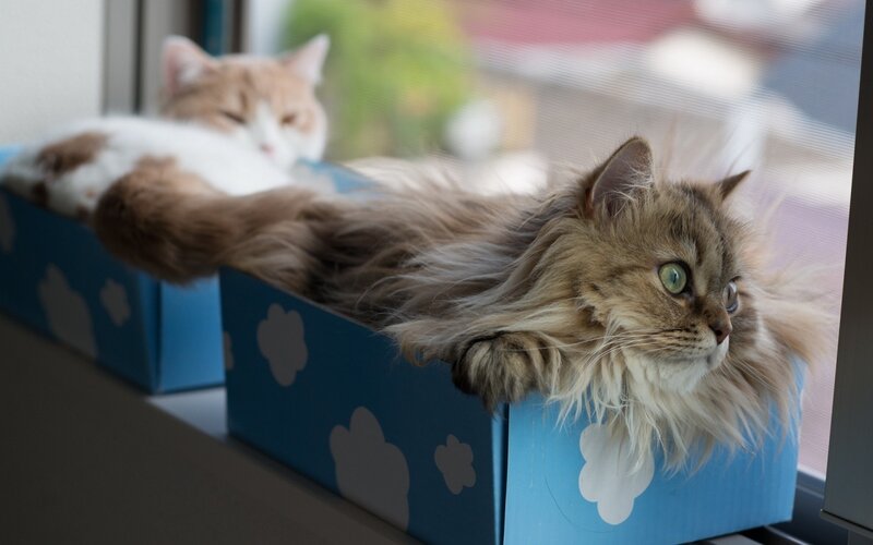 Long-haired Cats in Boxes — Blue
