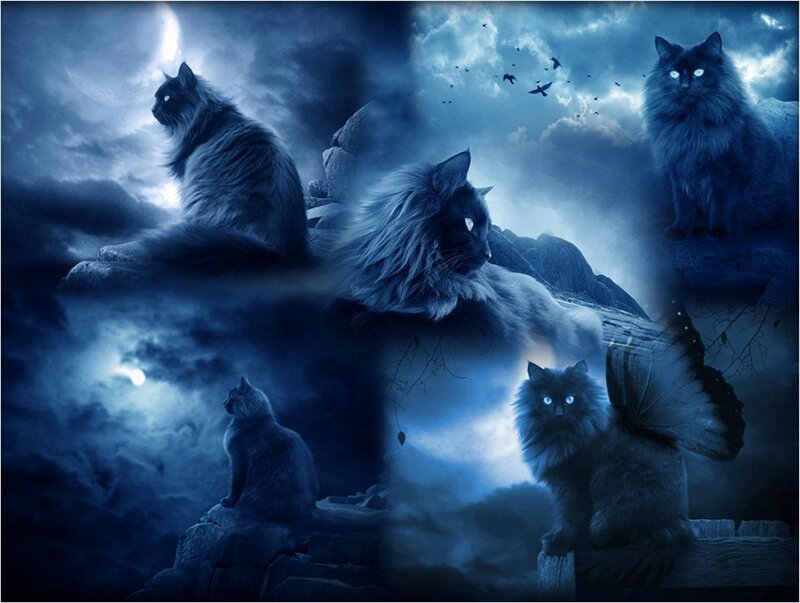 Long-haired Cats in Moonlight