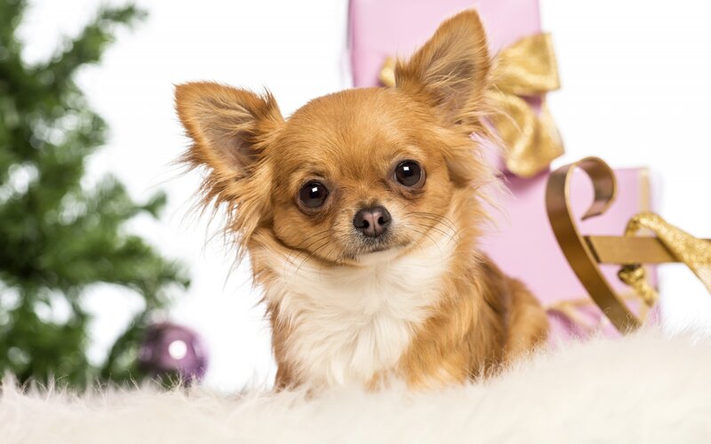 Long-haired Chihuahua — Brown