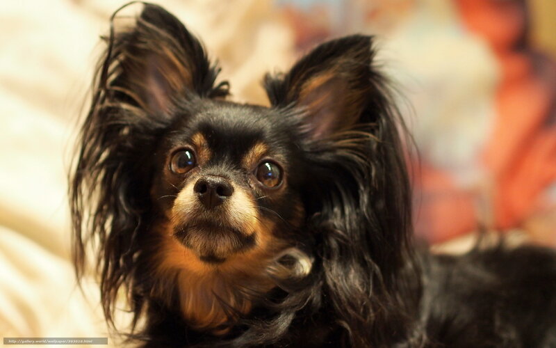 Long-haired Chihuahua Dog — Black, Calm