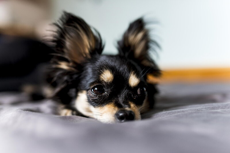 Long-haired Chihuahua Dog — Black